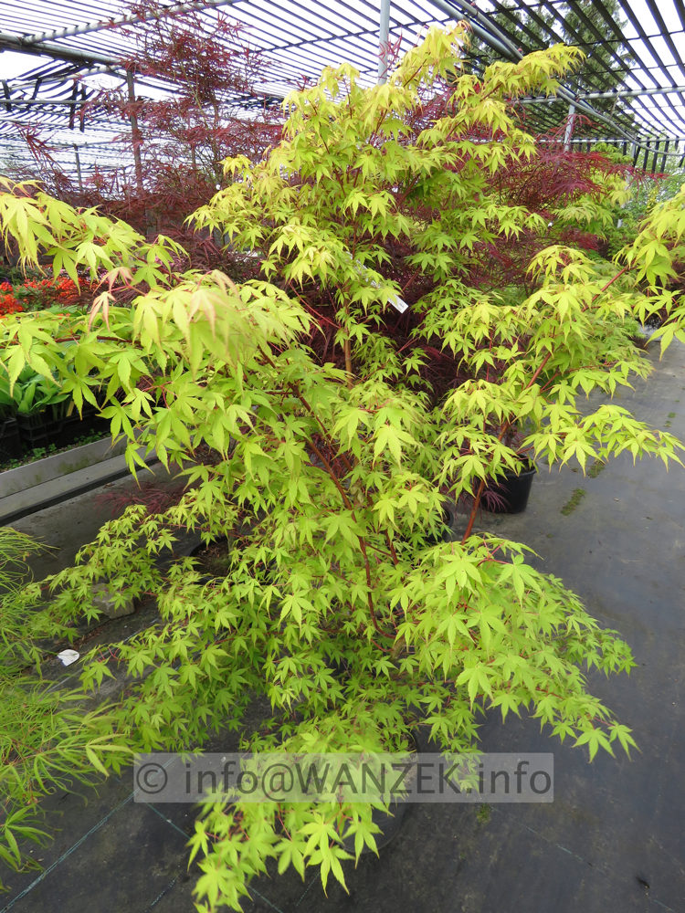 Acer palmatum Katsura - Austrieb01.JPG